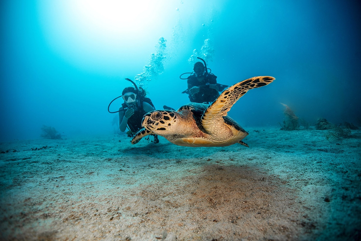 African Scuba and Safari