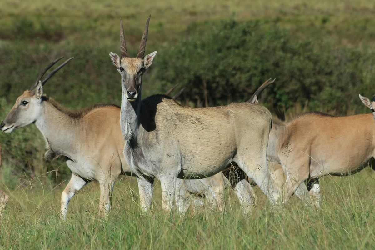 African Scuba and Safari