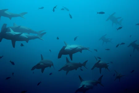 Hammerhead Mass Migration & Big 5 Safari