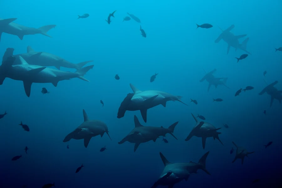 Hammerhead Mass Migration & Big 5 Safari