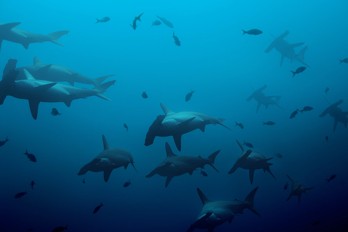 African Scuba and Safari