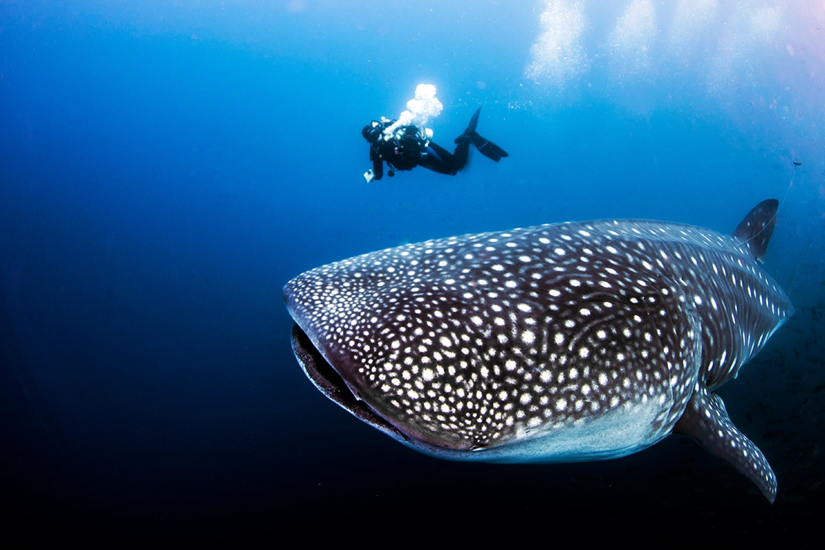 African Scuba and Safari