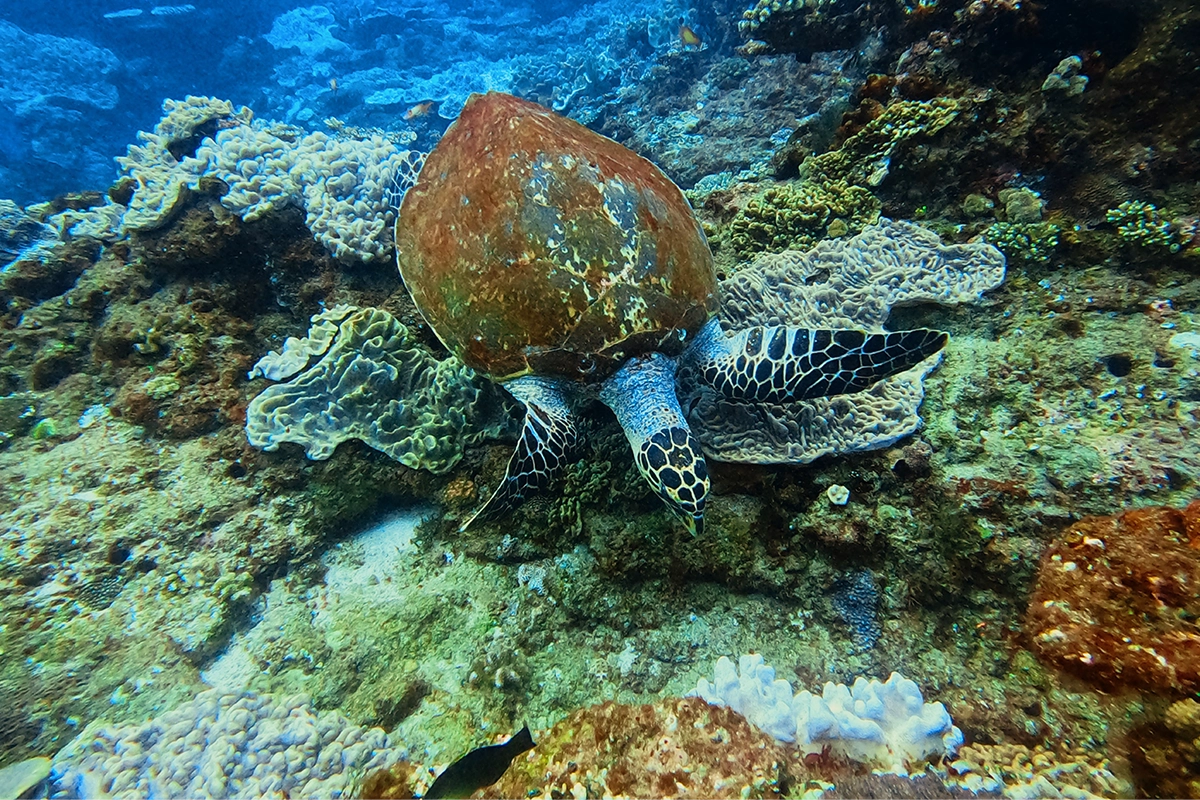 African Scuba and Safari