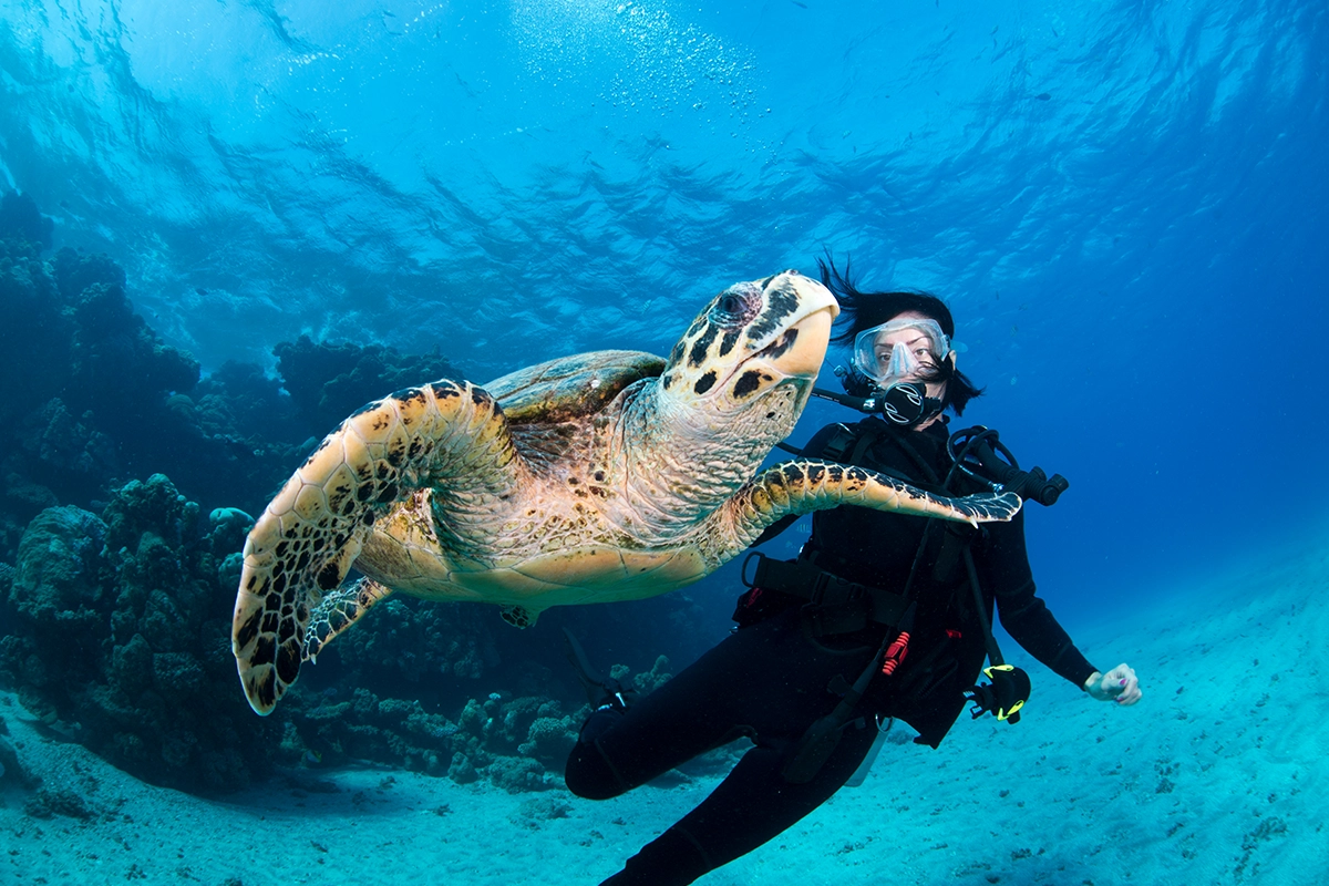 African Scuba and Safari