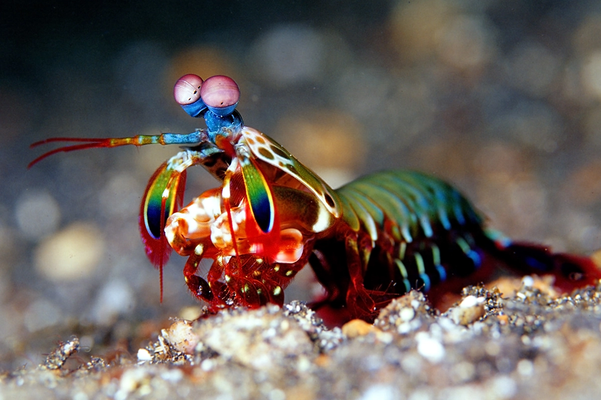 African Scuba and Safari