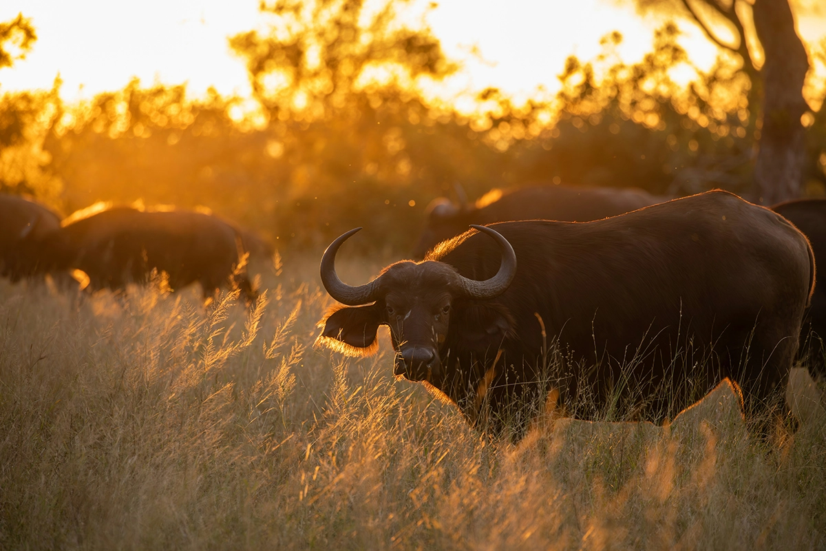 African Scuba and Safari