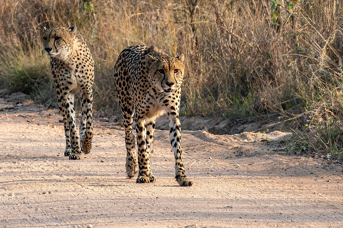 African Scuba and Safari