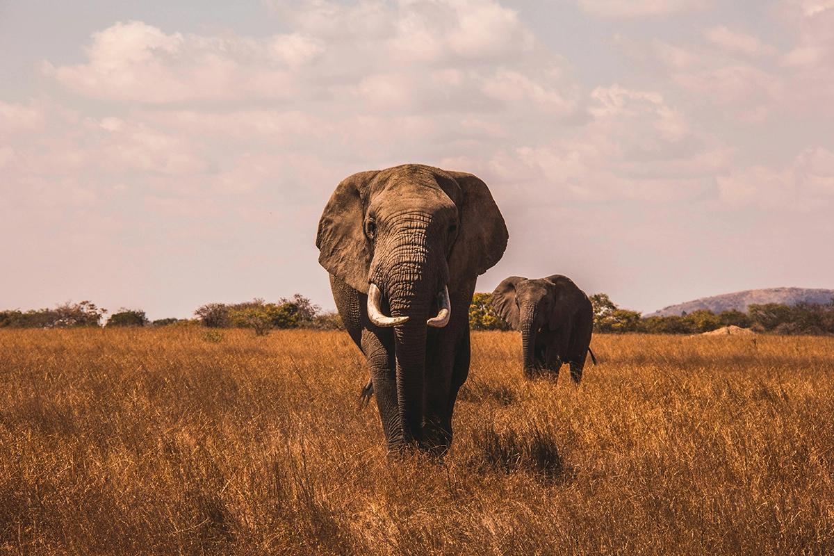 African Scuba and Safari