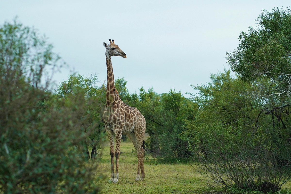 African Scuba and Safari