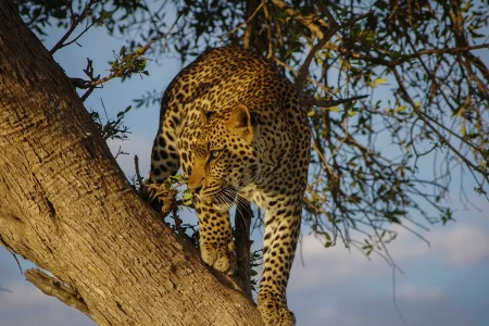 Big 5 & Blue Skies