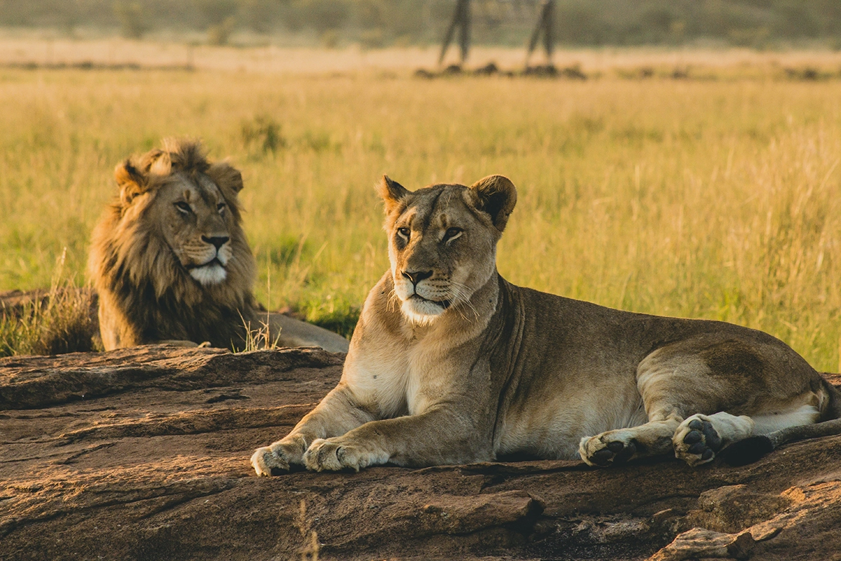 African Scuba and Safari