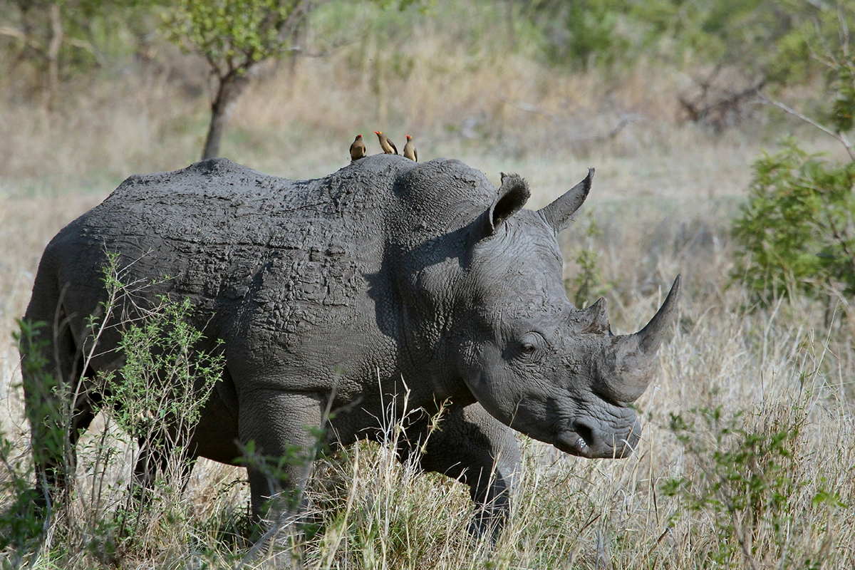 African Scuba and Safari