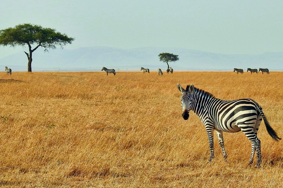 African Scuba and Safari