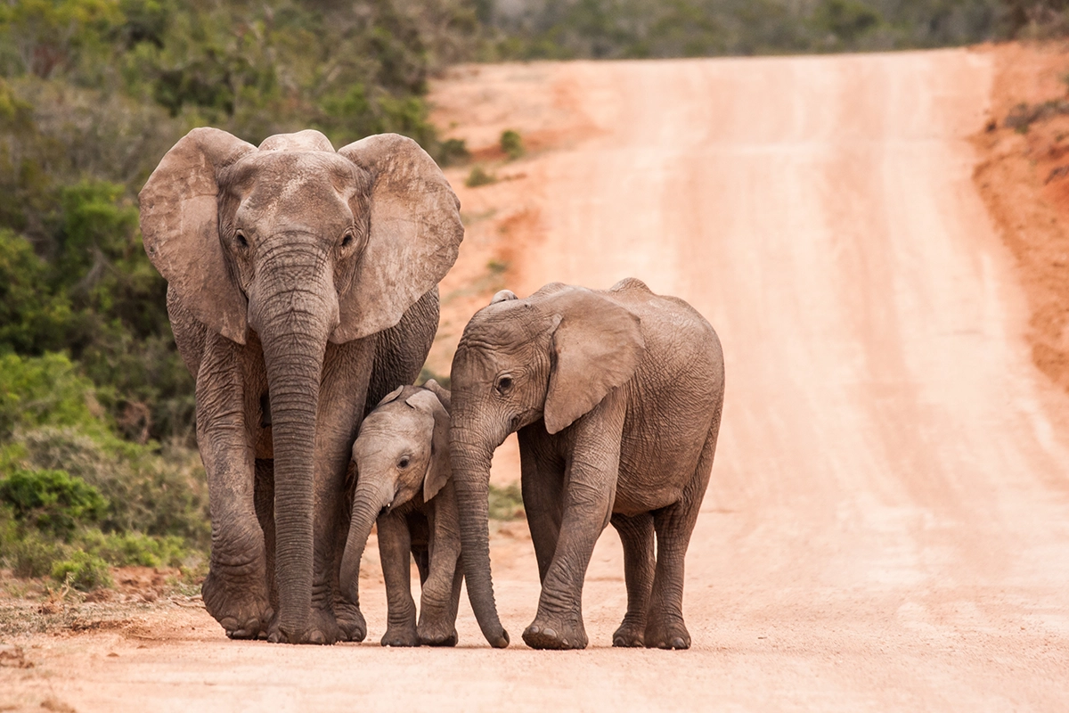 African Scuba and Safari