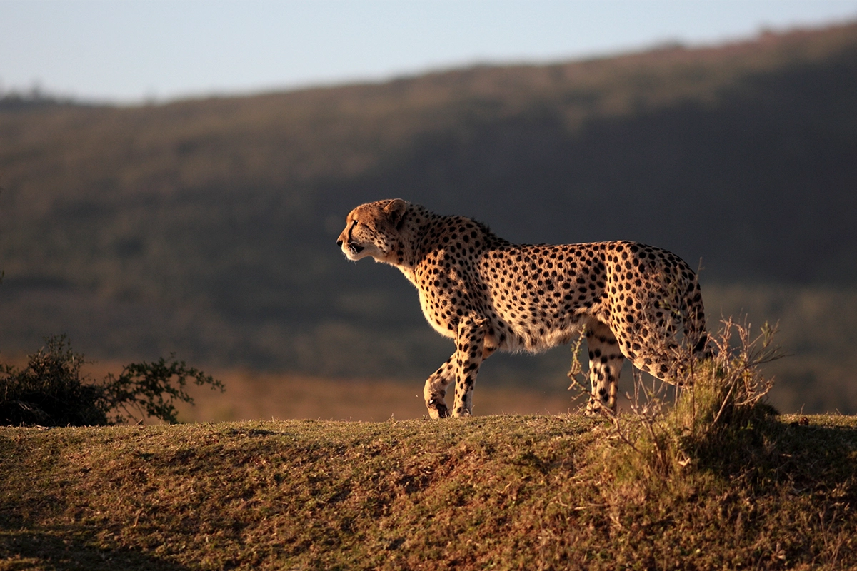 African Scuba and Safari