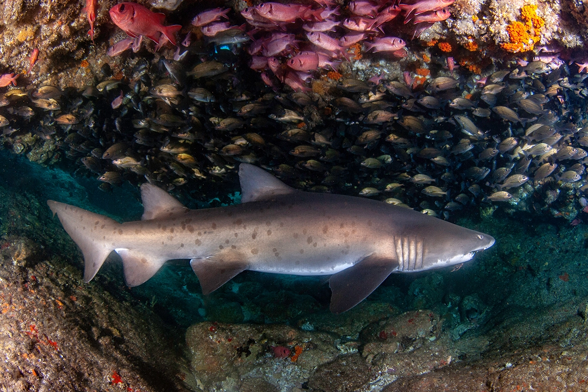 African Scuba and Safari