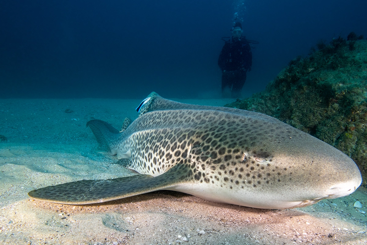 African Scuba and Safari