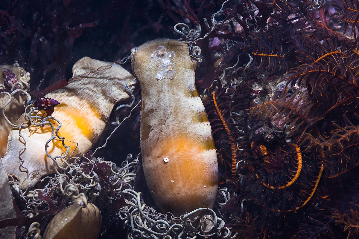 African Scuba and Safari
