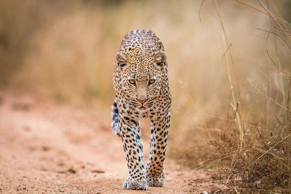 <span> Day 1 </span>Rest Camp Arrival & Sunset Game Drive