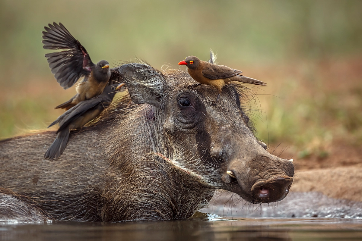 <span> Day 2 </span>Professional Game Drives & Restaurant Lunch