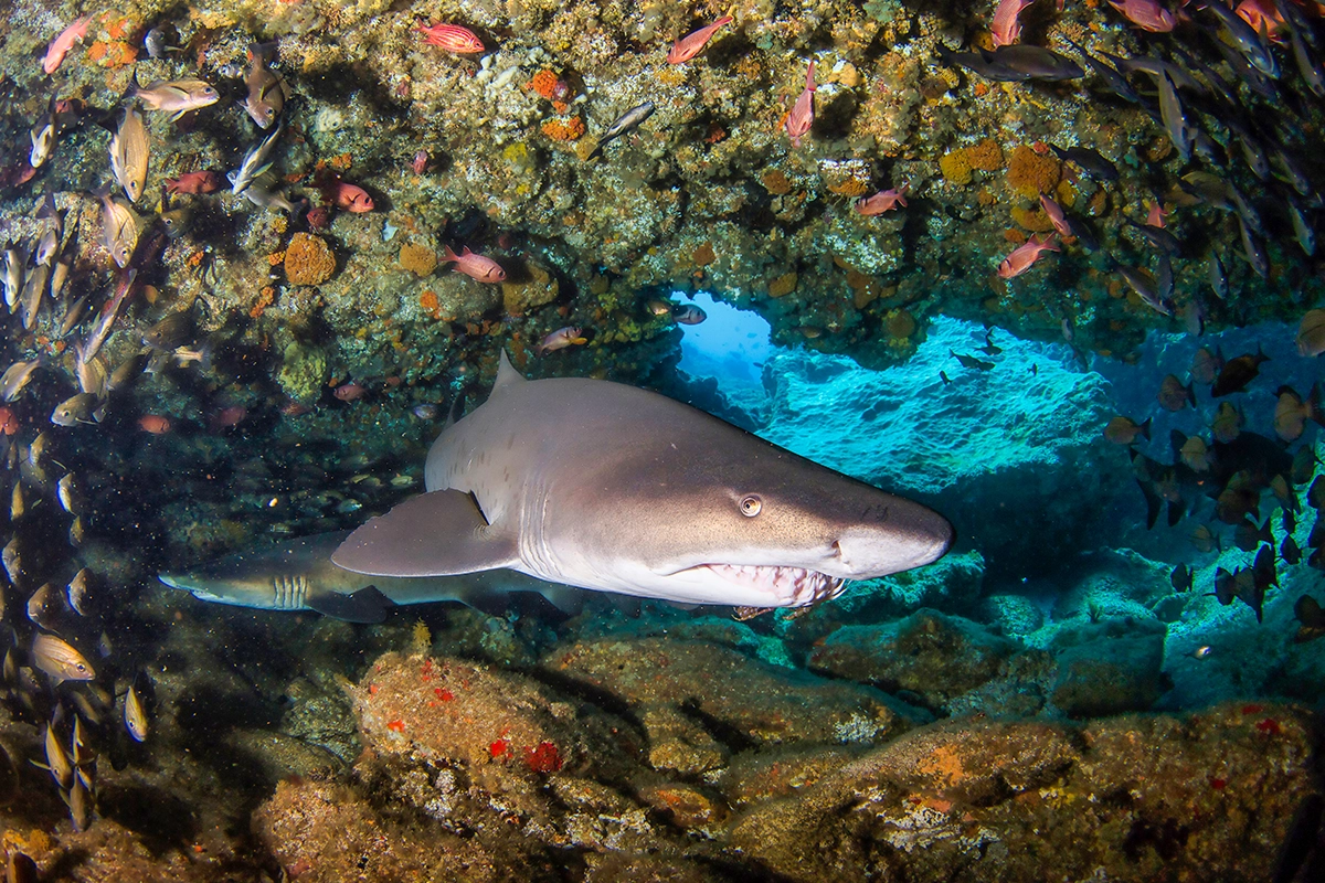 African Scuba and Safari