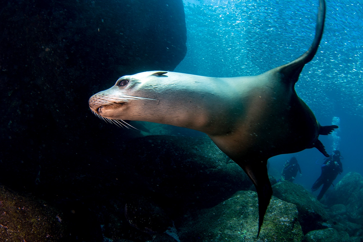 African Scuba and Safari