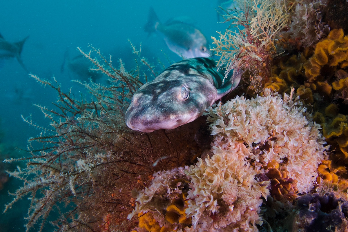 African Scuba and Safari