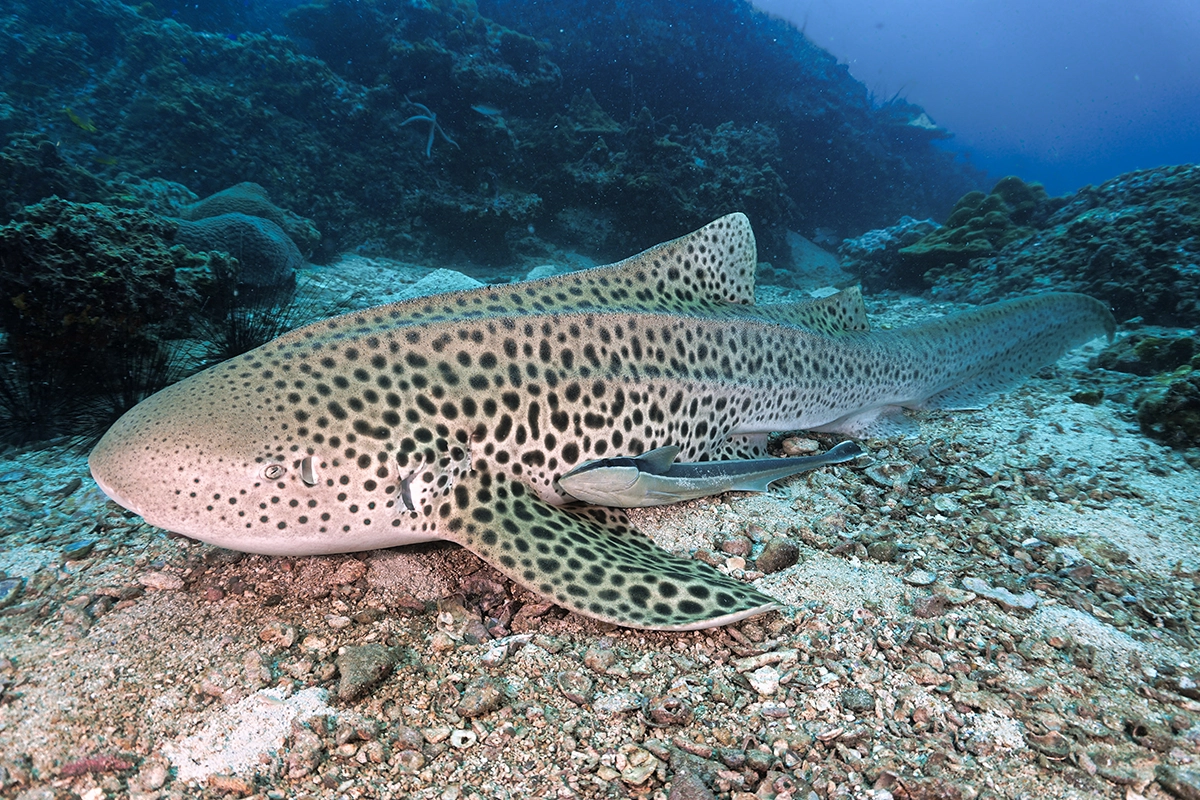 African Scuba and Safari