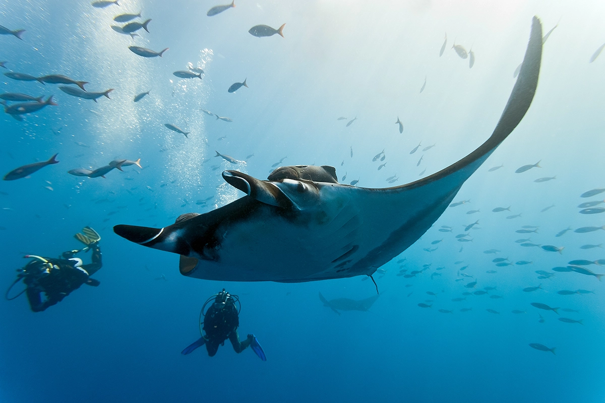 African Scuba and Safari