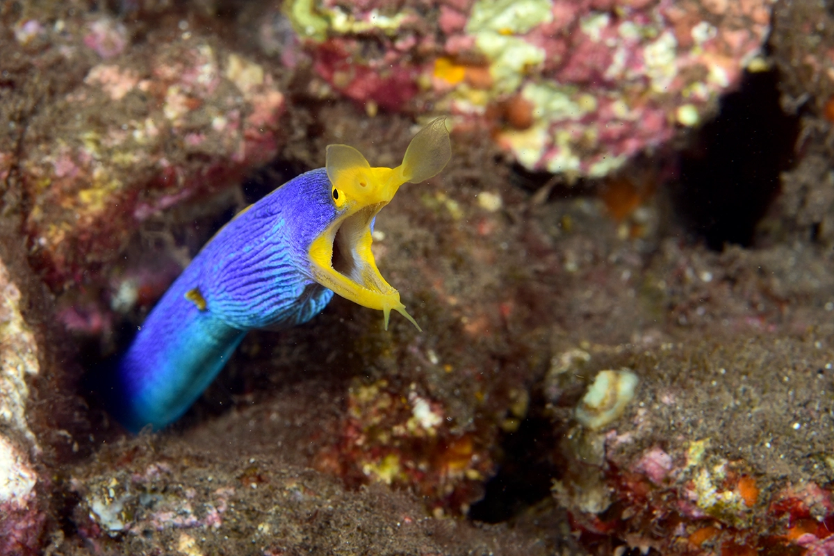 African Scuba and Safari