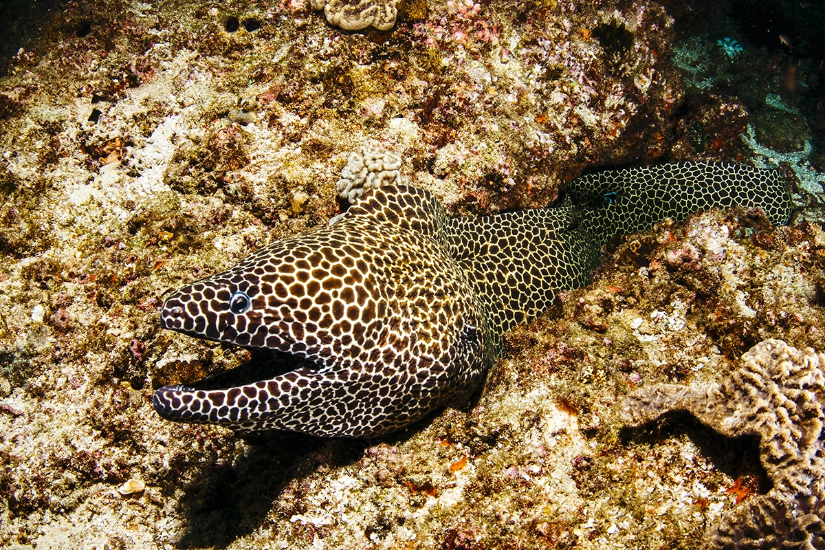 African Scuba and Safari